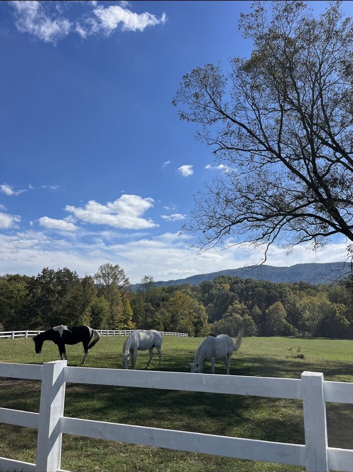 Three horses grazing with the Smoky Mountains behind them