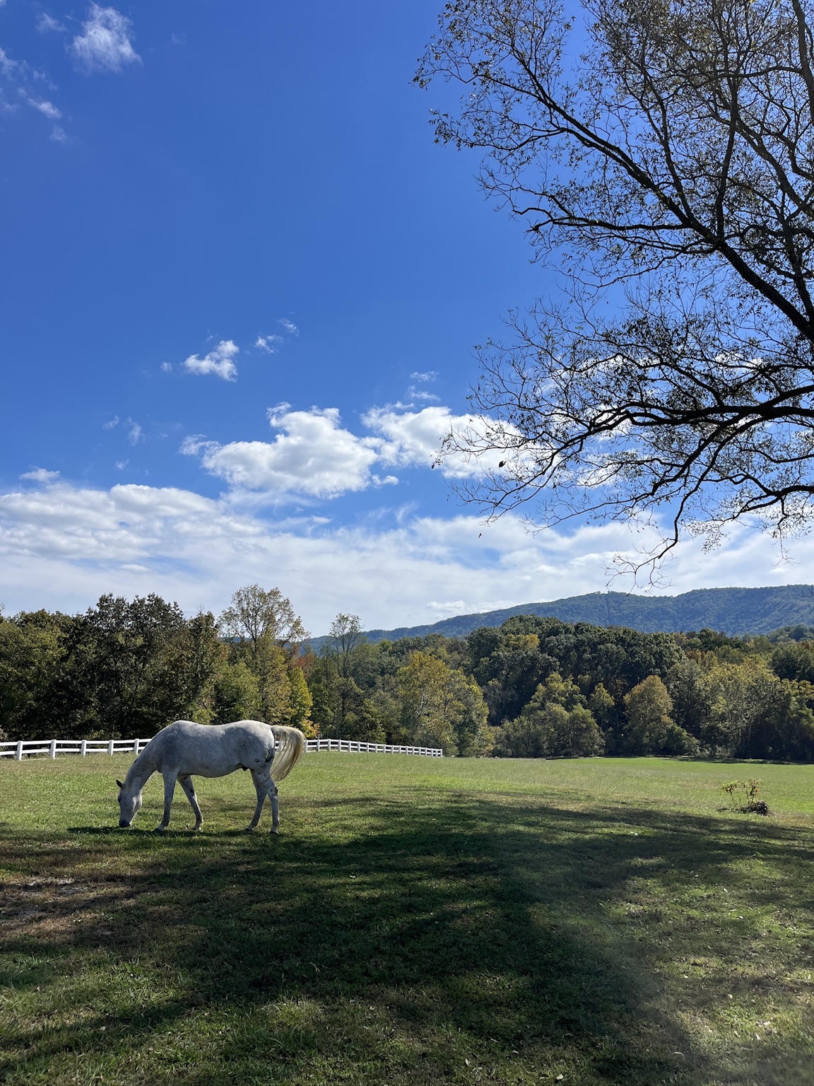 A white horse grazing beneath a large tree with the Smoky Mountains in the distance